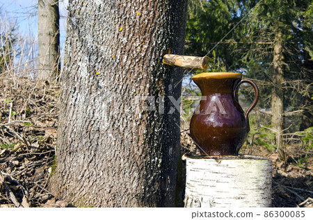 fresh spring maple sap fresh spring maple sap 86300085