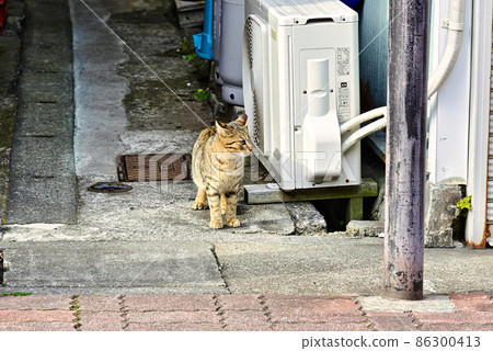 Alley in alley 86300413