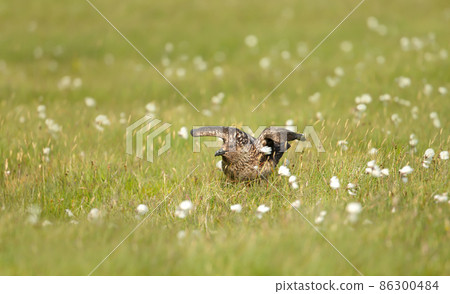 Close-up of a Great skua Bonxie in a meadow Close-up of a Great skua Bonxie in a meadow 86300484