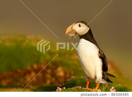 Atlantic puffin with sand eels standing on grass in summer Atlantic puffin with sand eels standing on grass in summer 86300485