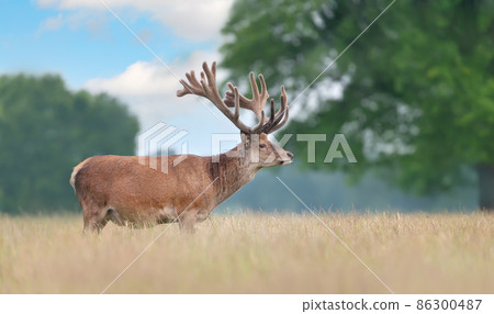Red deer stag with velvet antlers in summer Red deer stag with velvet antlers in summer 86300487