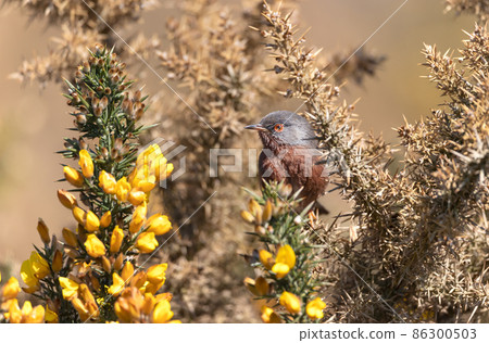 Dartford warbler perched on a gorse 86300503