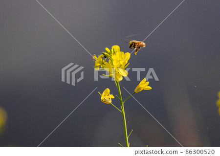 Rape flowers and honey bees 86300520
