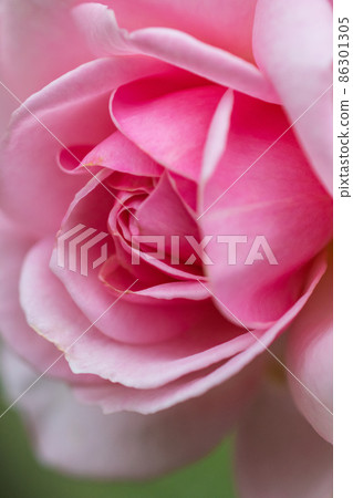 garden, roses, soft, sunlight, bokeh, pink 86301305