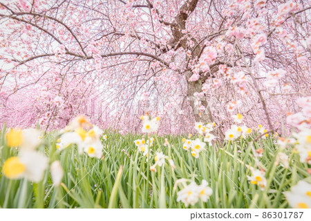 Osaka Prefecture Izumi Recycle Environment Park Plums and Narcissus Osaka Prefecture Izumi Recycle Environment Park Plums and Narcissus 86301787