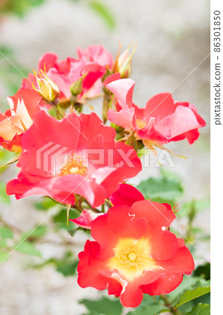 Rose be-bop Rose be-bop 86301850