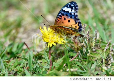 Indian fritillary sucking dandelion nectar 86301931