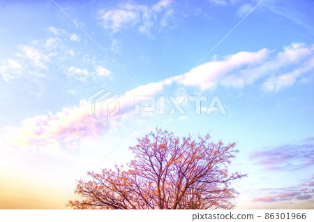 White clouds and sunrise trees in the refreshing morning sky 86301966
