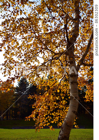 水資源百強林-北海道森林 水資源百強林-北海道森林 86302309