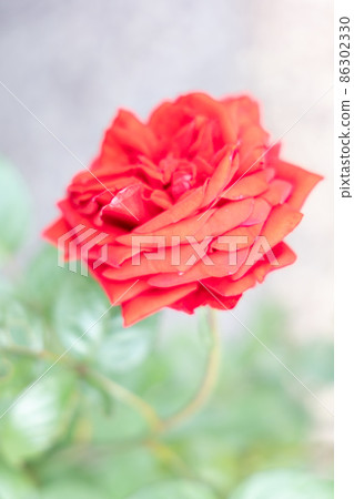 玫瑰 86302330