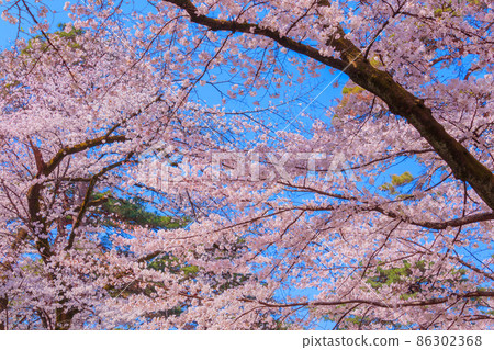 Blue sky and cherry blossoms in full bloom 86302368