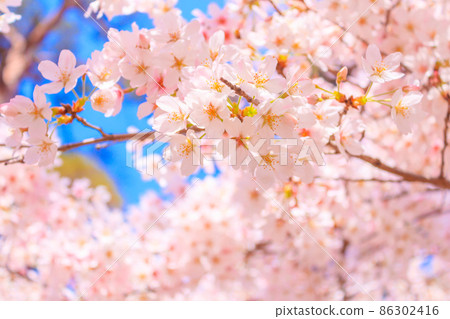 Cherry blossoms in full bloom in Omiya Park 86302416