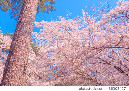 Red pine and cherry blossoms in full bloom Red pine and cherry blossoms in full bloom 86302417