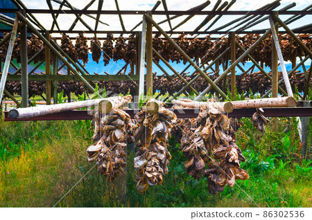 Fish cod heads drying up on racks at Lofoten Islands, Norway Fish cod heads drying up on racks at Lofoten Islands, Norway 86302536