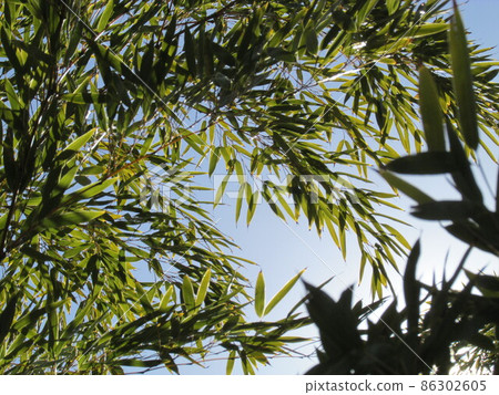 Overgrown bamboo leaves 86302605