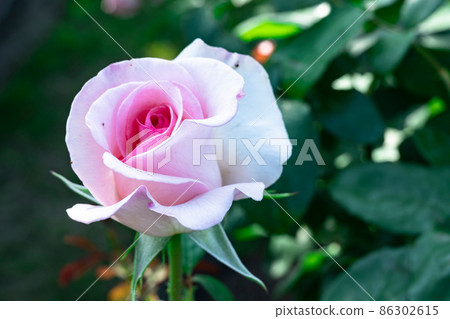 Brilliant rose 86302615