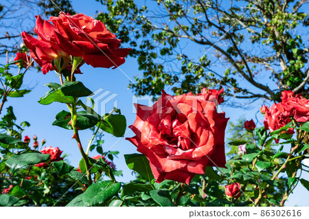 Blue sky and roses Blue sky and roses 86302616