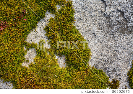 Beautiful Moss-Hokkaido Forest 86302675