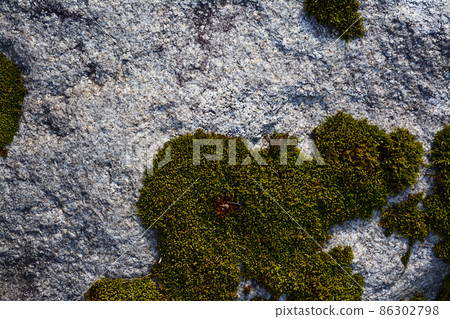 The charm of beautiful moss The charm of beautiful moss 86302798