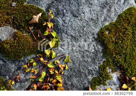 The charm of beautiful moss 86302799