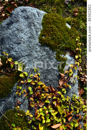 The charm of beautiful moss 86302801