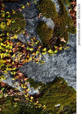 The charm of beautiful moss 86302826