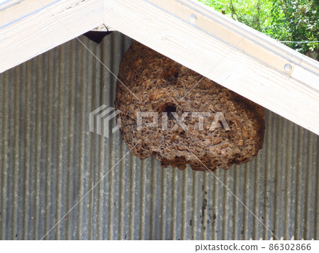 A hornet's nest that settled in an old Japanese house 86302866