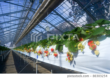 Echigohime，一種來自雪國的大草莓，在俯瞰雪山的溫室中種植 86303254