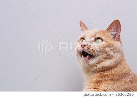 Red cat with an open mouth . Gray background. Red cat with an open mouth . Gray background. 86303280