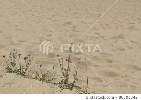 Sunny golden sand in a beautiful day 86303342