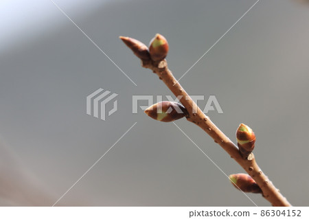 Midwinter cherry blossom buds awakened from sleep Midwinter cherry blossom buds awakened from sleep 86304152