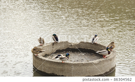 神奈川縣橫濱市中區本牧三溪園的冬天 86304562