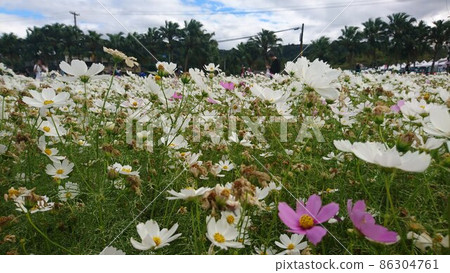 花 花 86304761