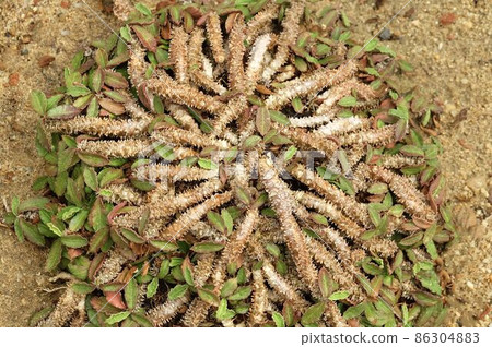 Euphorbia Decaryi in A Small Tropical Garden 86304883