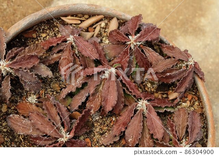 Euphorbia Decaryi in A Brown Terracotta Pot Euphorbia Decaryi in A Brown Terracotta Pot 86304900