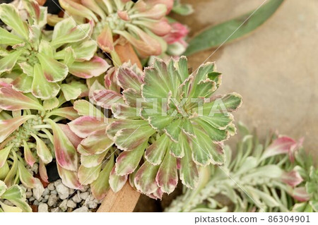 Euphorbia Ritchiei in A Small Tropical Garden 86304901