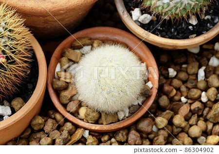 Mammillaria Plumosa or Feather Cactus in Tropical Garden Mammillaria Plumosa or Feather Cactus in Tropical Garden 86304902