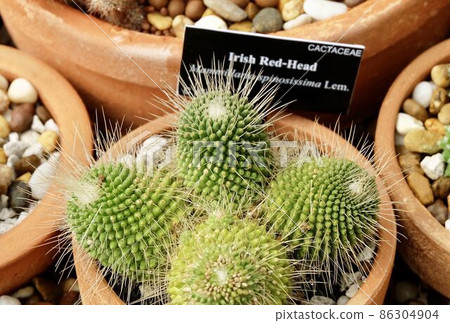 Mammillaria Spinosissima or Spiny Pincushion Cactus in Tropical Garden Mammillaria Spinosissima or Spiny Pincushion Cactus in Tropical Garden 86304904