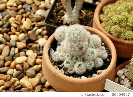 Mammillaria Plumosa or Feather Cactus in Tropical Garden 86304907