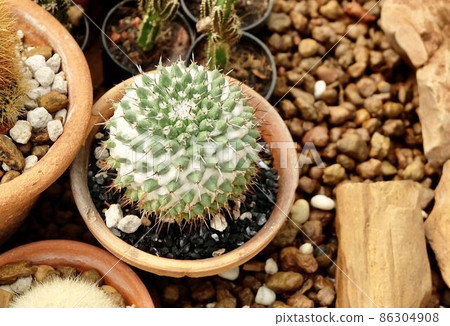 Mammillaria Polythele or Toluca Cactus in Tropical Garden 86304908