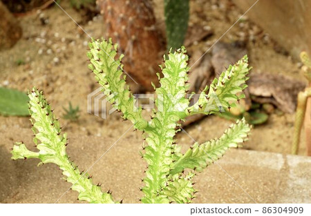 Beautiful Euphorbia Trigona Cactus in A Garden 86304909