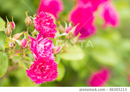 Rose Gruten Drost 86305213