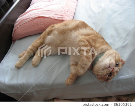 Lying cat Lying cat 86305391