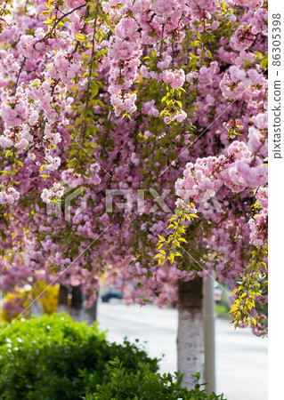 pink flowers of sakura. romantic japanese tree in spring season. beautiful floral nature background pink flowers of sakura. romantic japanese tree in spring season. beautiful floral nature background 86305398
