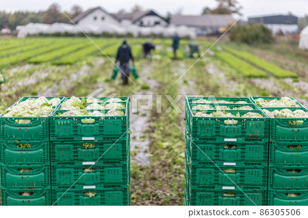 Letuce heads in wooden baskets after manual harvest on organic letuce farm. Agriculture and ecological farming concept. 86305506