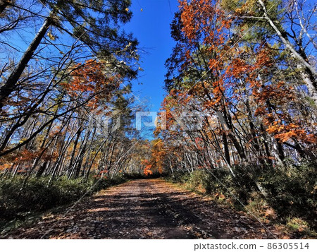 Forest road Forest road 86305514
