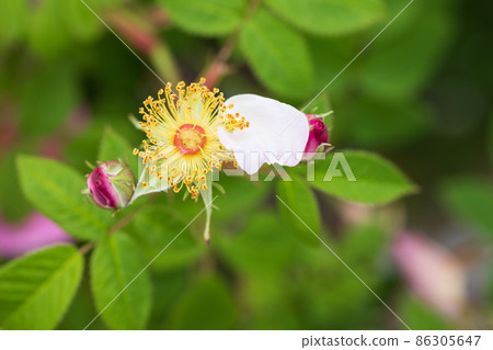 玫瑰卡贊里克 玫瑰卡贊里克 86305647