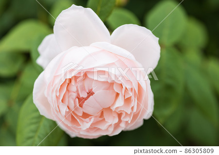 Roses Cecilia Roses Cecilia 86305809