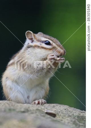 Chipmunk Chipmunk 86305840