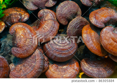 Lingzhi mushroom or Reishi mushroom 86305884